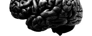 Brain